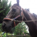 ジュニアクラスレッスンK様駈歩での横木通過を行いました。(愛知県)