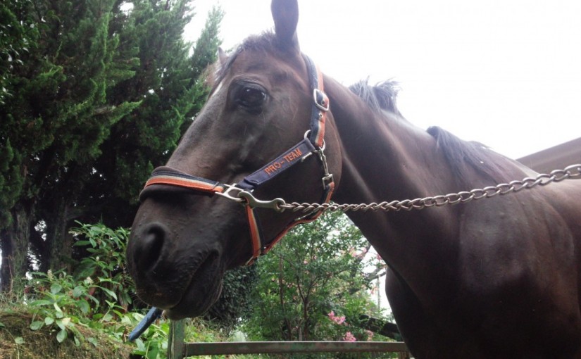 乗馬クラブの日々☆彡　駈歩学校　駈歩の発進（愛知県豊田市Ｉ様）
