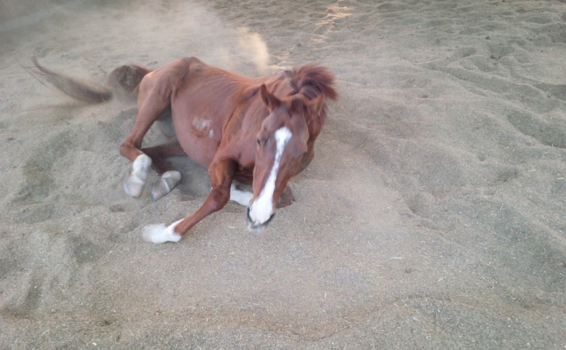 乗馬クラブの日々☆彡　乗馬レッスン　駈歩での障害飛越（愛知県豊田市T様）