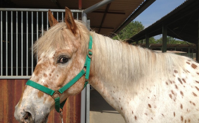 ミドルクラスCにて駈歩の継続の練習をしました！(愛知県名古屋市/K様)