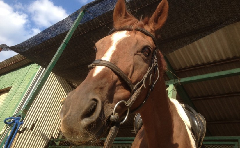 ミドルクラスＣにて駈歩維持の練習をしました！(愛知県豊田市/Ｈ様)