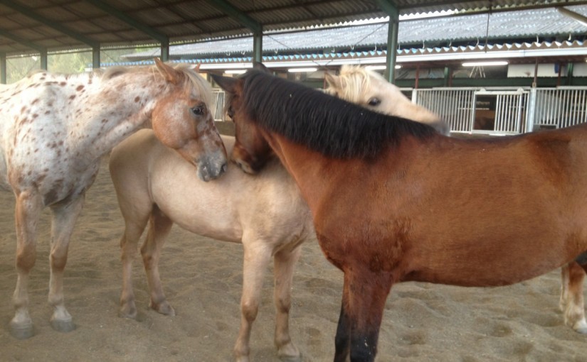 ミドルクラスＣにて鐙を踏む練習をしました！(愛知県豊田市/Ｓ様)