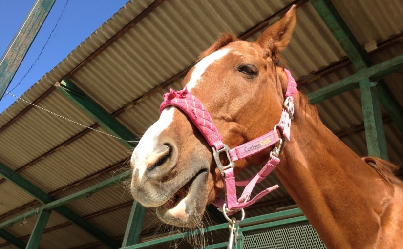 中級ジャンプレッスンにてコース走行の練習をしました！(愛知県豊田市/Ｏ様)