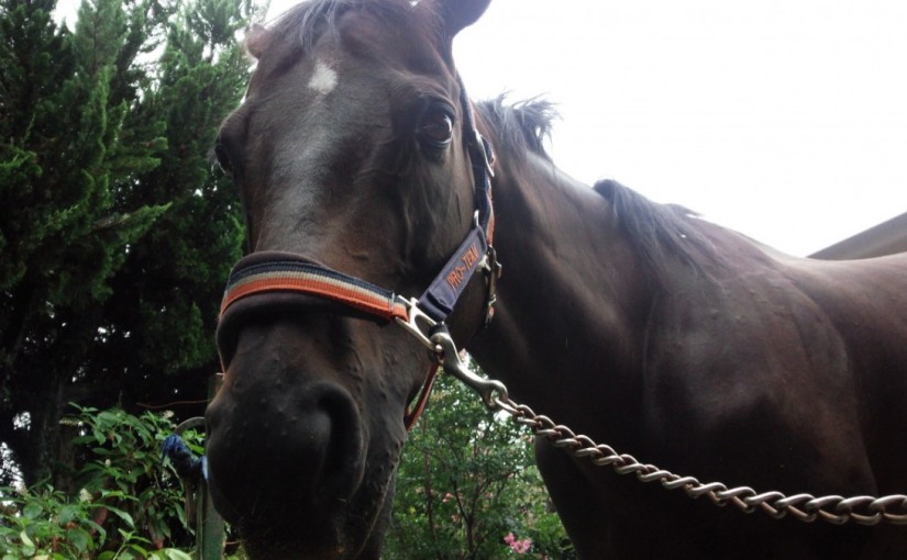 初級ジャンプレッスンT様（愛知県・名古屋市）