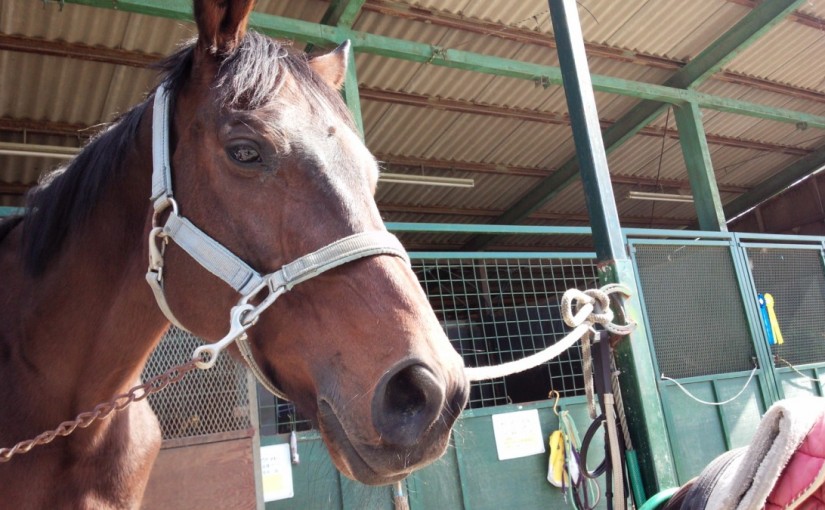 乗馬クラブの日々。初めての乗馬体験レッスンを行いました（愛知県豊田市・K様）