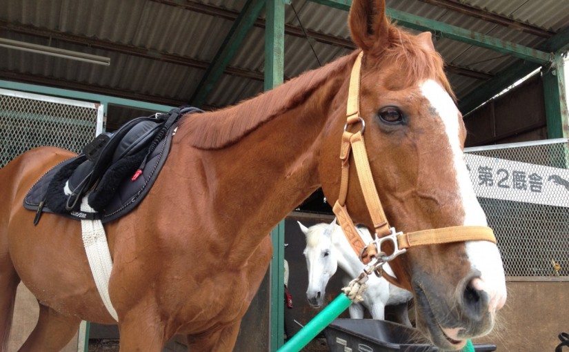 駈歩学校にて４級ライセンステストを行いました！(愛知県名古屋市/O様)