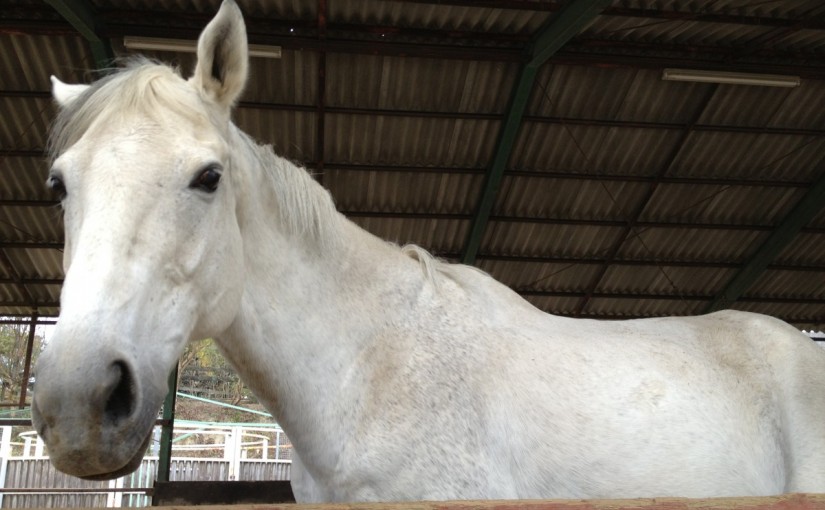 障害エキスパートＣにてライン障害の練習を行いました！(愛知県名古屋市/Ｅ様)