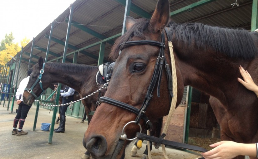 乗馬レッスン　駈歩での横木通過練習（愛知県・豊田市・ｋ様）