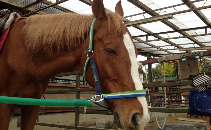 乗馬レッスンにて、常歩誘導の練習をしました！(愛知県一宮市/Ｓ様)