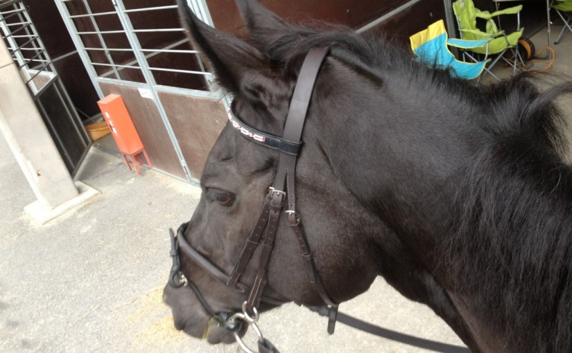 乗馬レッスンにて３級経路の練習をしました！(愛知県豊田市/Ｓ様)
