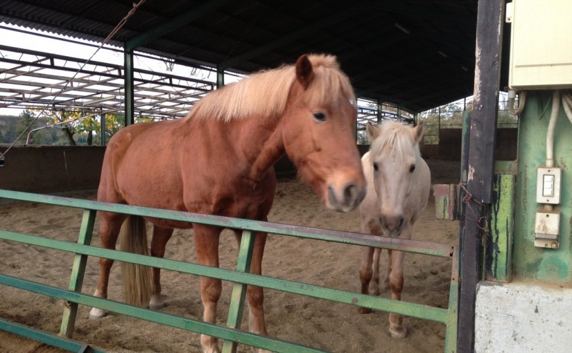 ～乗馬クラブの日々～プ二ちゃんの福毛(愛知県豊田市/エルミオーレ豊田)