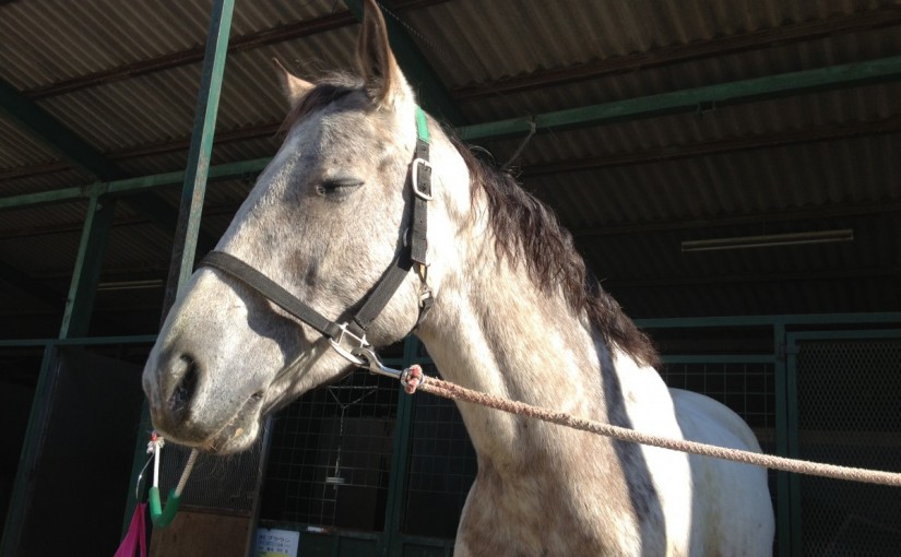 乗馬レッスンにて３湾曲蛇乗りの練習をしました！(愛知県豊田市/Ｍ様)