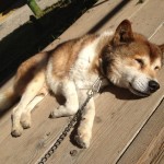 愛知の乗馬の日々☆彡 ホースフェスタに向けて!!!(愛知県豊田市)