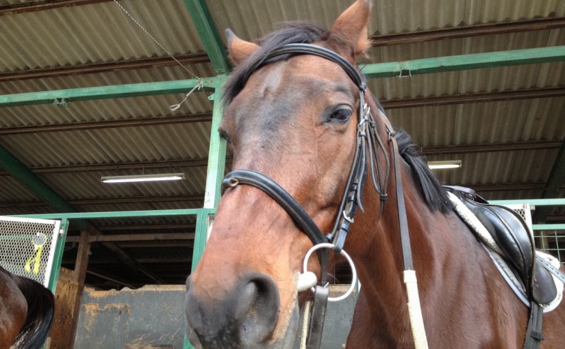 乗馬クラブの日々☆彡　乗馬レッスン　速歩の練習（愛知県豊田市O様）