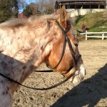 ~乗馬クラブの日々~ホースショー2日目☆(愛知県豊田市/エルミ豊田)