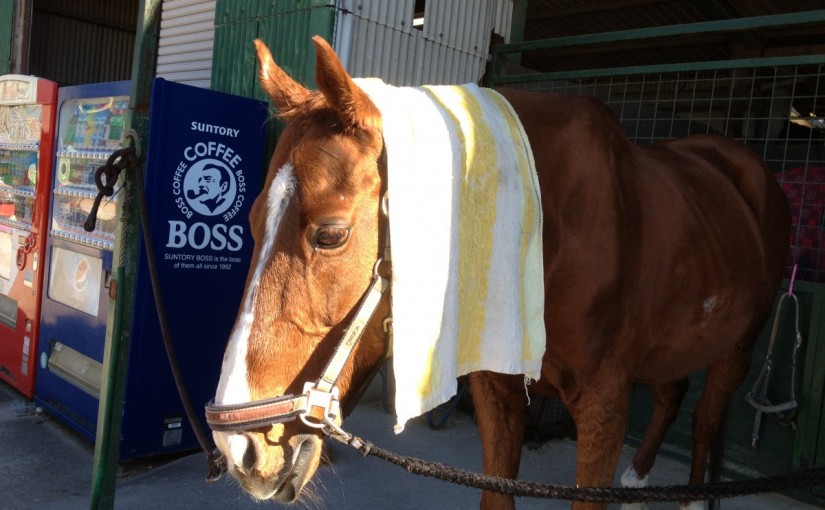 乗馬レッスン　駈歩での継続（愛知県・名古屋市・Ｋ様）