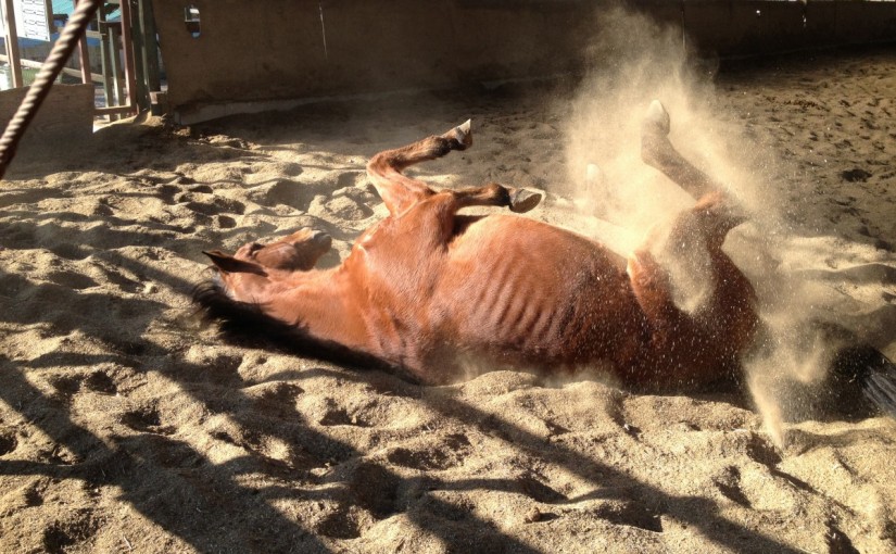 ～乗馬クラブの日々～駈歩の継続の練習をしました！(愛知県名古屋市/T様)