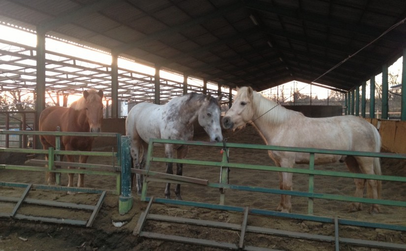 ～乗馬クラブの日々～適切なペース作りの練習をしました！(愛知県名古屋市/Y様)
