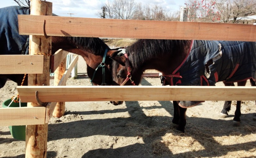 乗馬レッスン　駈歩での継続（愛知県・豊田市・O様）