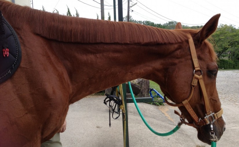 ～乗馬クラブの日々～プーリングをしました！(愛知県豊田市/モカ号)