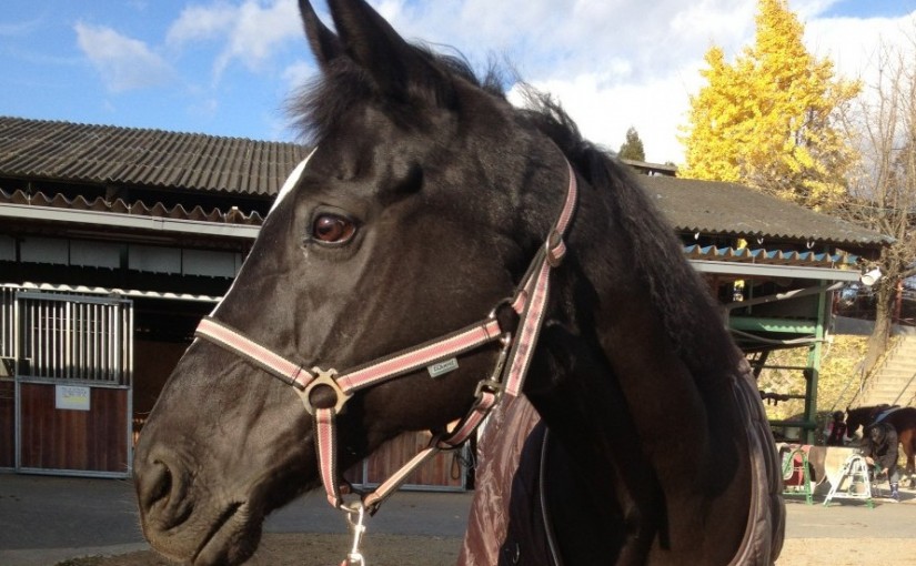 ～乗馬クラブの日々～ペース作りの練習をしました！(愛知県豊田市/Ｈ様)