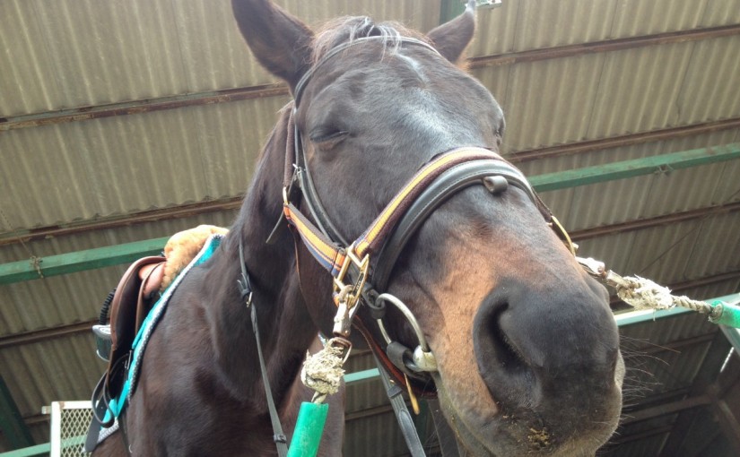 ～乗馬クラブの日々～反対駈歩の練習をしました！(愛知県豊田市/Ｙ様)