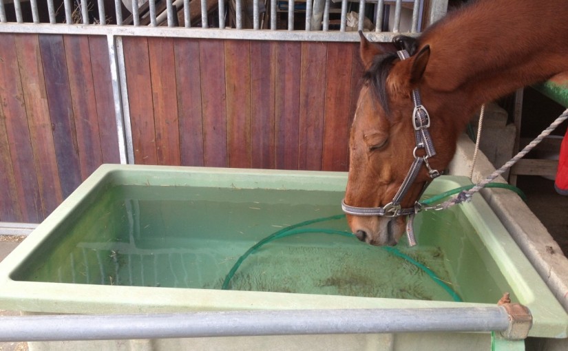 ～乗馬クラブの日々～３級ライセンステストの練習をしました！(愛知県豊田市/S様)