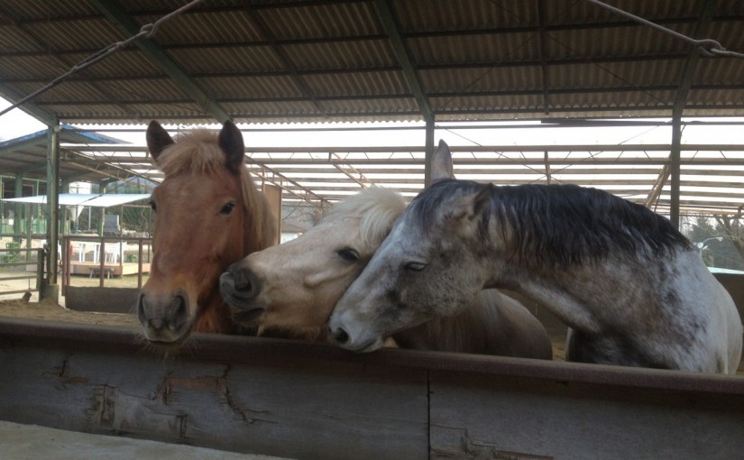 ～乗馬クラブの日々～正しい飛越姿勢の練習をしました！(愛知県名古屋市/K様)