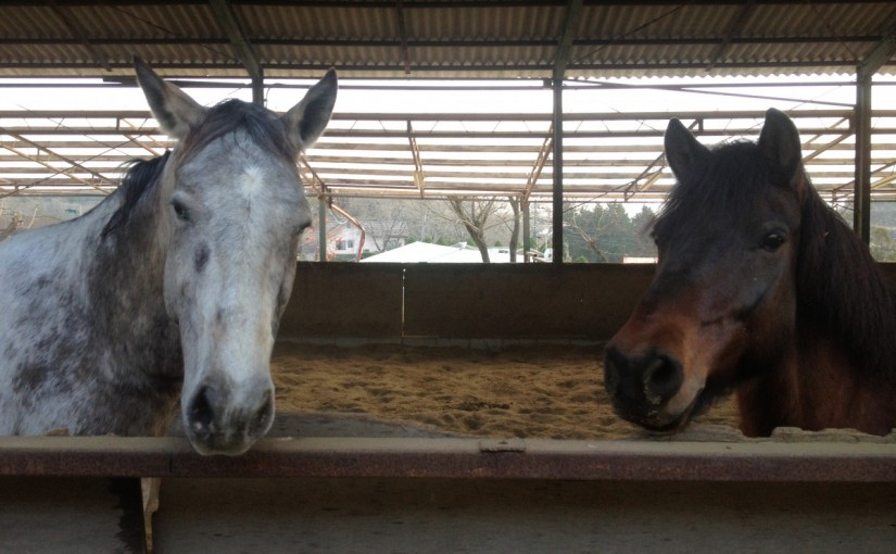 ～乗馬クラブの日々～５級ライセンステストを行いました！(愛知県名古屋市/K様)