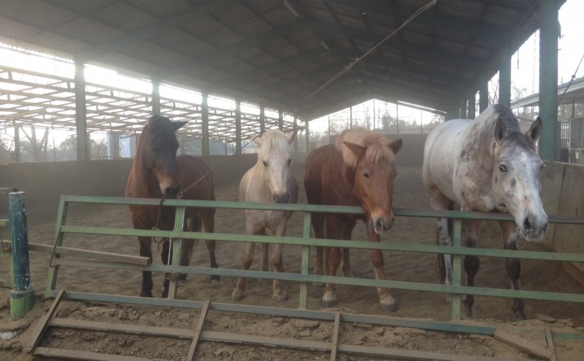 ～乗馬クラブの日々～新年初のグループレッスンでした！(愛知県豊田市/O様)