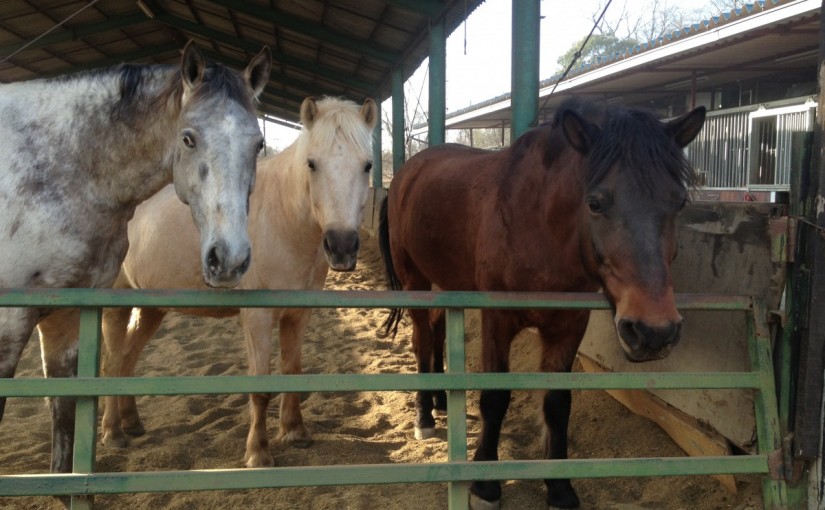 ～乗馬クラブの日々～巻乗りの練習をしました！(愛知県豊田市/I様)
