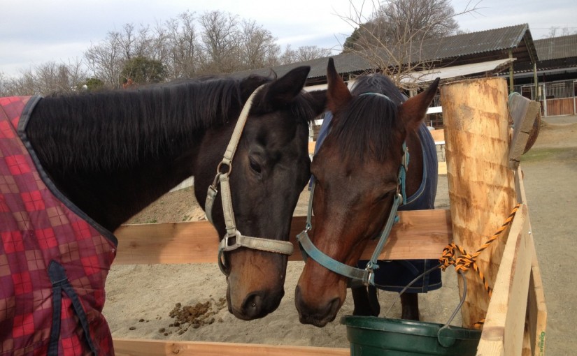 ～乗馬クラブの日々～2016年の初騎乗でした！(愛知県名古屋市/Ｋ様)