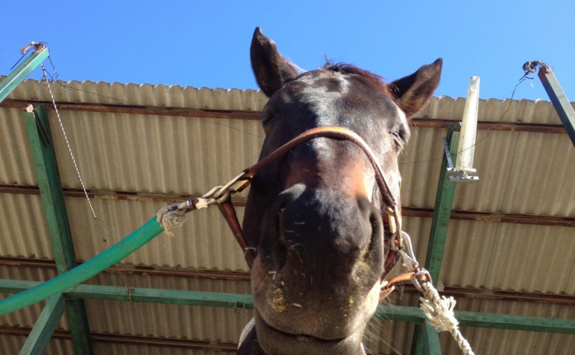 ～乗馬クラブの日々～基本姿勢の練習をしました！(愛知県岡崎市/N様)