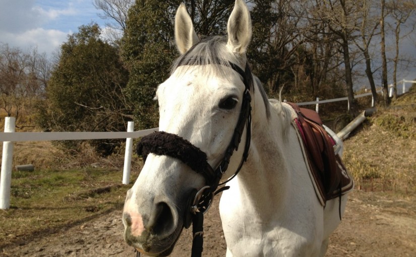 ～乗馬クラブの日々～プライベートレッスンをしました！(愛知県岡崎市/Ｎ様)