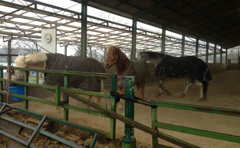 ～乗馬クラブの日々～集団放牧をしました！(愛知県豊田市/エルミ豊田)
