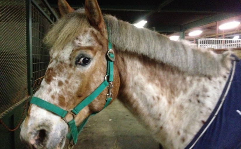 ～乗馬クラブの日々～プーリングが完了しました！(愛知県豊田市/モカ号)