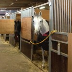 ~乗馬クラブの日々~New Year Horse Show!(愛知県豊田市/エルミ豊田)