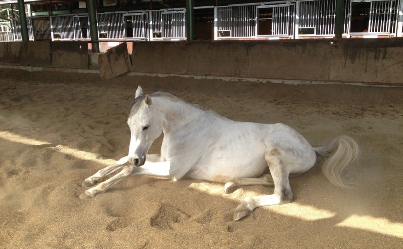～乗馬クラブの日々～輪乗りの練習をしました！(愛知県岡崎市/Ｍ様)