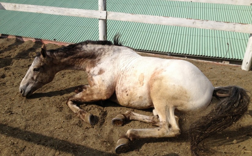 ～乗馬クラブの日々～鐙を踏む練習をしました！(愛知県名古屋市/Ｙ様)