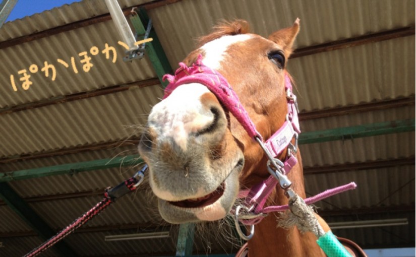 ～乗馬クラブの日々～拳の随伴の練習をしました！(愛知県豊田市/Ｕ様)