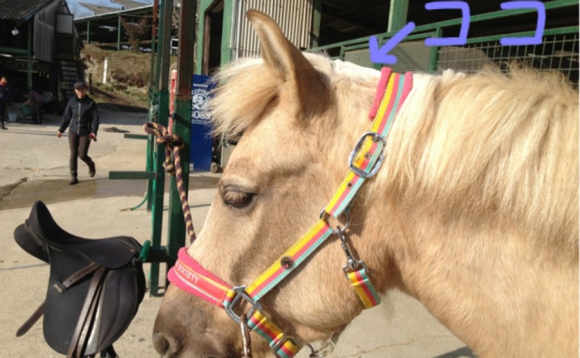 ～乗馬クラブの日々～分け目誕生(愛知県豊田市/エルミオーレ豊田)
