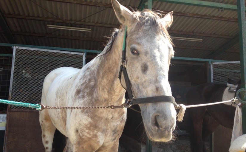 ～乗馬クラブの日々～質の良い駈歩をつくる練習をしました！(愛知県岡崎市/Ｈ様)
