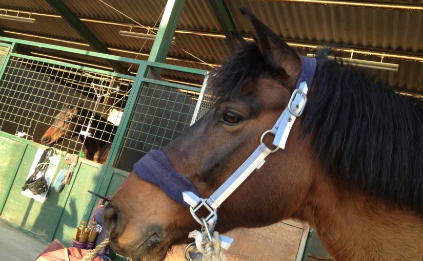 ～乗馬クラブの日々～Ａ２課目の練習をしました！(愛知県豊田市/Ｍちゃん)