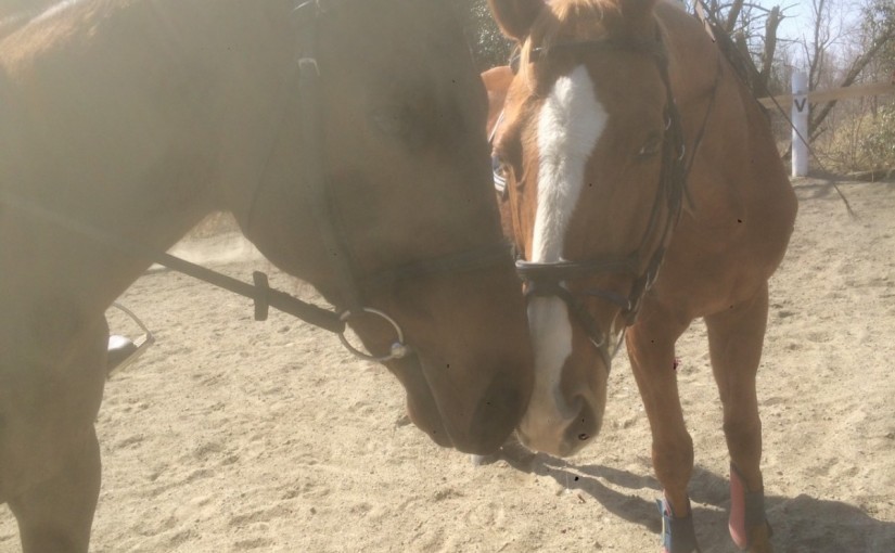 ～乗馬クラブの日々～コース走行の練習をしました！(愛知県豊田市/Ｏ様)