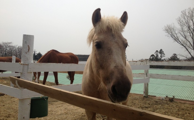 ～乗馬クラブの日々～駈歩での横木通過(愛知県豊田市/Ａちゃん)