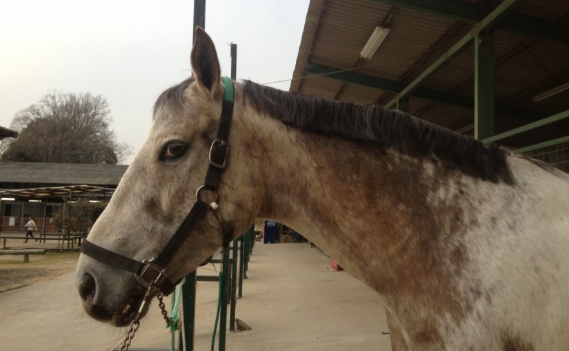 ～乗馬クラブの日々～イメージチェンジ(愛知県豊田市/エルミオーレ豊田)