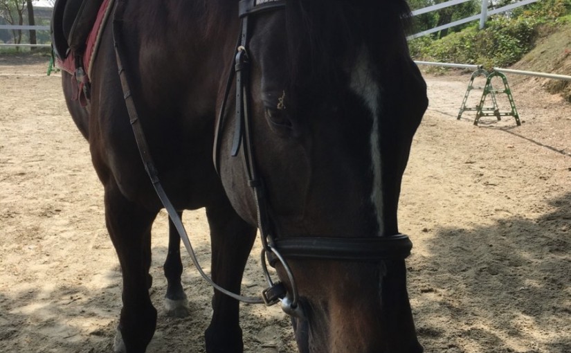 愛知県の乗馬日々☆彡帽子をかぶる馬マカロン！！（愛知県豊田市）