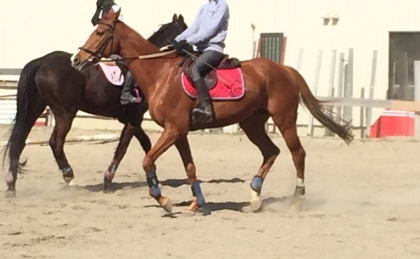 愛知豊田市の乗馬クラブの日々〜　ジュニア合宿２日目♪