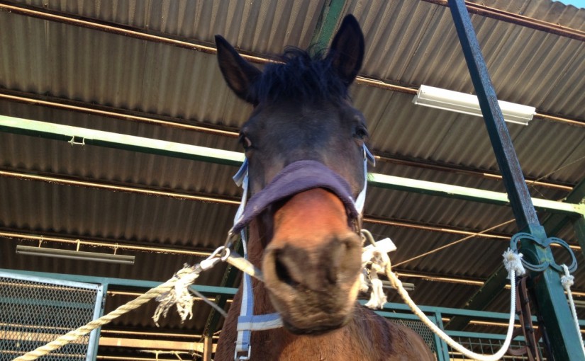 ～乗馬クラブの日々～愛しのプ二ちゃん(愛知県豊田市/M様)