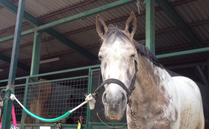～乗馬クラブの日々～基本姿勢(愛知県岡崎市/Ａ様)